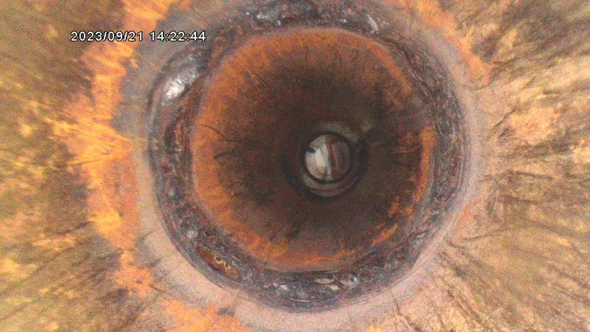 X600 HD — Image through the probe